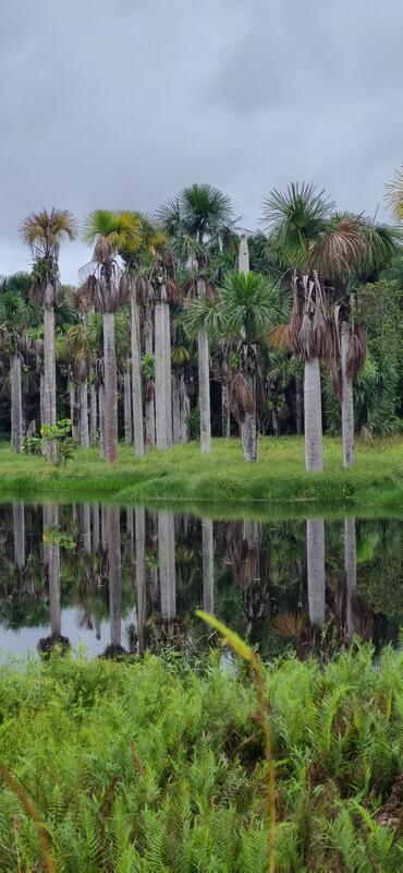 Tabatinga