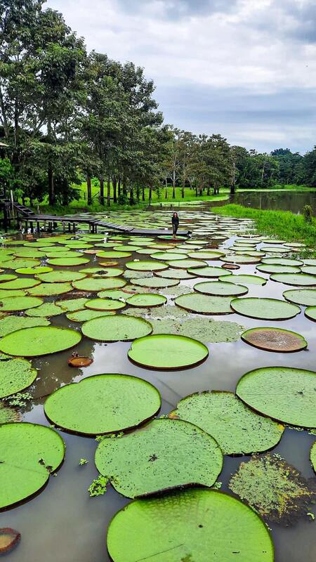 Victoria Regia