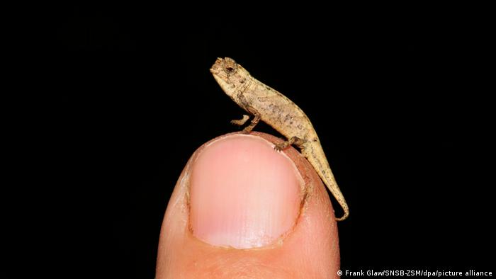 image for Descubren reptil más pequeño del mundo