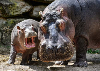image for Día Mundial del Hipopótamo