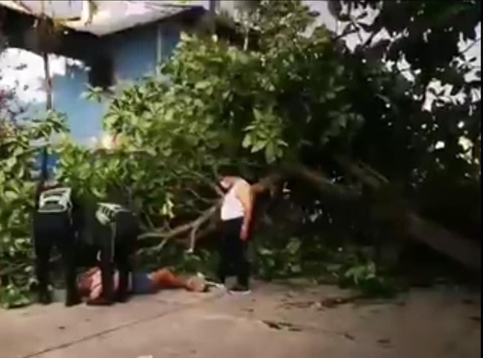 image for Arbol se desprendió y cayó encima de mujer