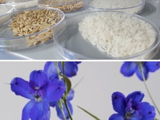 image for Colombia podrá exportar semilla de arroz y plantas in vitro de delphinium a Ecuador