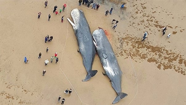 image for Encuentran partes de autos y plástico en ballenas muertas