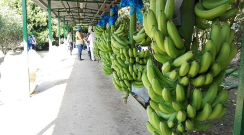 image for Sector bananero tendrá cero aranceles para exportaciones