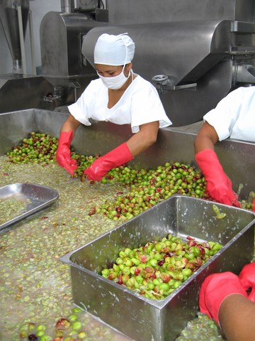 image for Exportaciones de camu camu alcanzaron récord en 2020