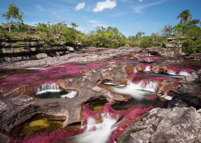 image for Caño Cristales abre temporada de visitantes