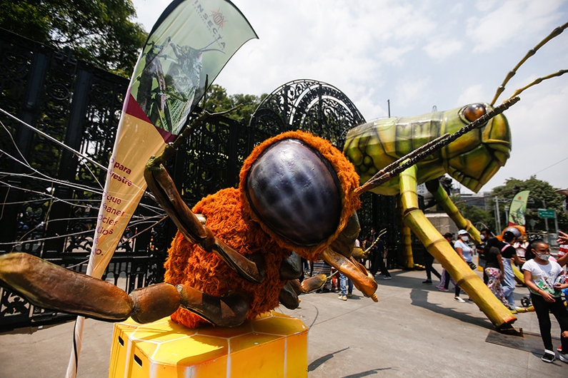 image for Insectos gigantes inundan el Bosque de México en Semana Santa