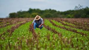 image for Urge una nueva ley para impulsar el sector agrario