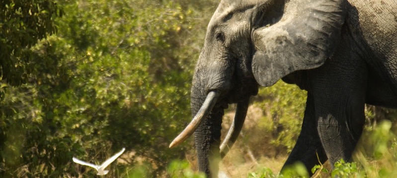 Un elefante en la selva 