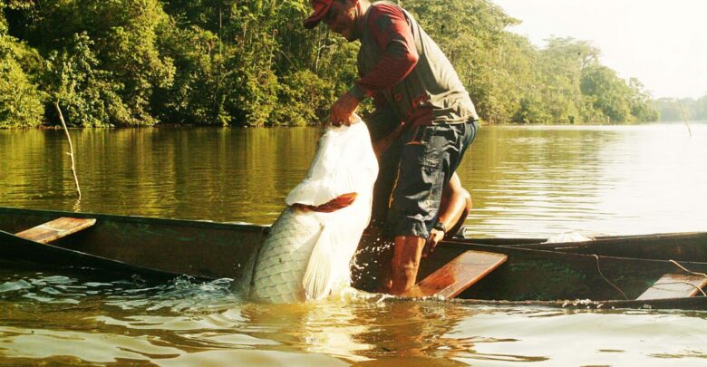 image for Assistência técnica do Idam fortalece pesca manejada do pirarucu