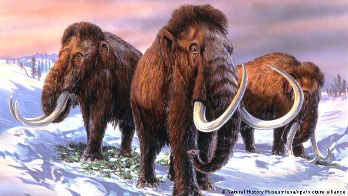 image for Bioscience company claims it will bring back the extinct woolly mammoth