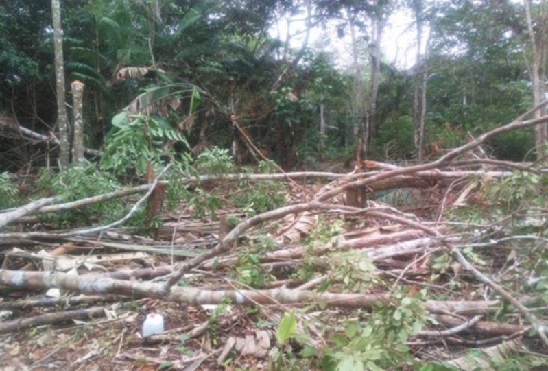 image for Policía ambiental realiza control a la tala ilegal 