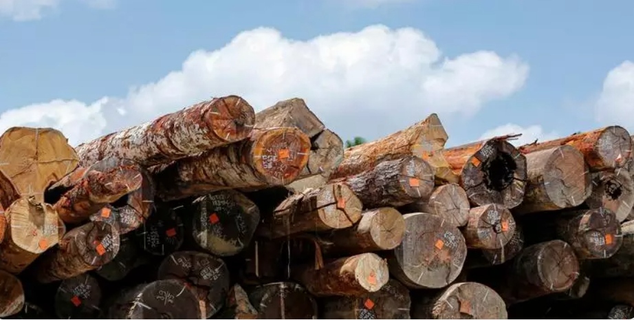 image for Extração ilegal de madeira em terras indígenas cresce