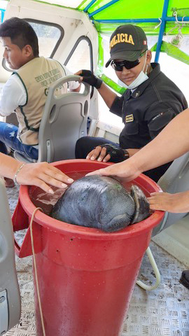 image for Rescate de manatí en San Antonio de El Estrecho