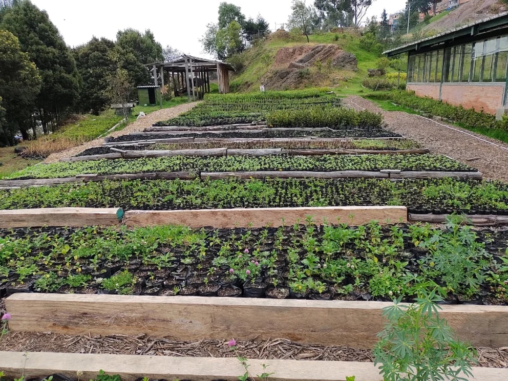 image for Árboles nativos fueron sembrados por el Jardín Botánico de Ibagué