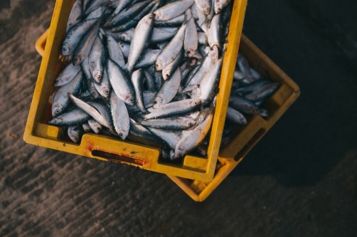 Pescados en una caja de plastico