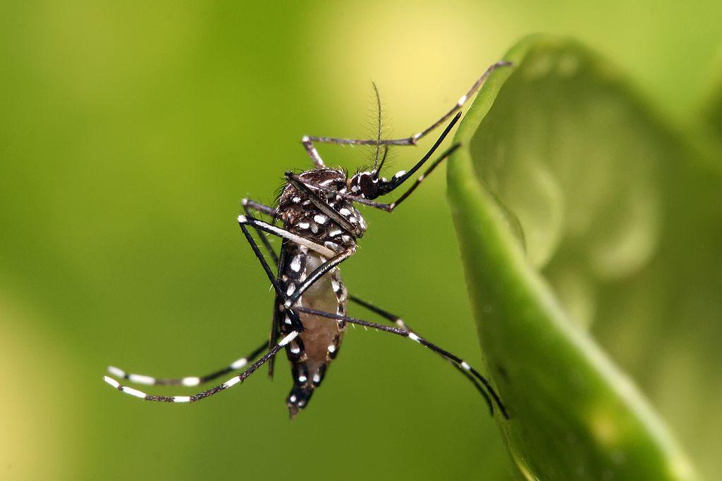 image for Aumento en casos de Dengue en Buenaventura