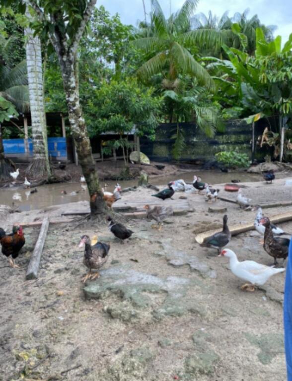 image for ICA atendió notificación por mortalidad de aves en Amazonas