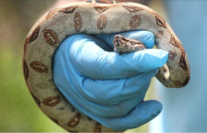 Serpiente en la mano de una persona