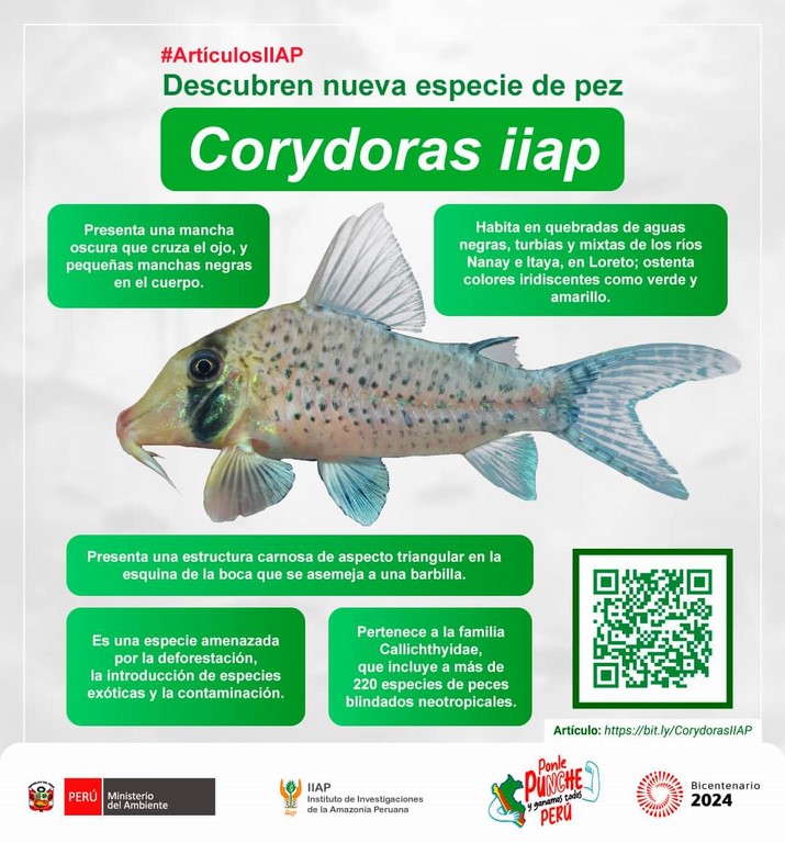 image for Descubren nueva especie de pez en la Amazonia