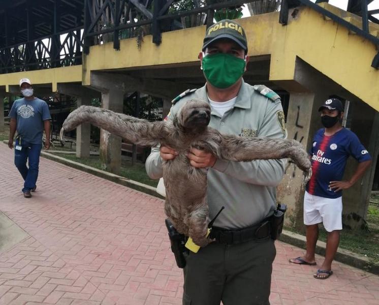 POLICÍA EN PUERTO NARIÑO DEVOLVIÓ A LA SELVA UN OSO PEREZOSO EXTRAVIADO CERCA A LA POBLACIÓN