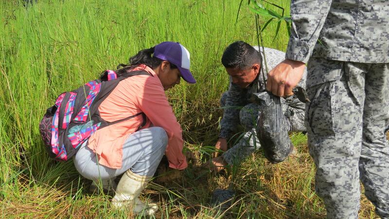 Trabajo interinstitucional permite siembra de 1500 plántulas en el Amazonas