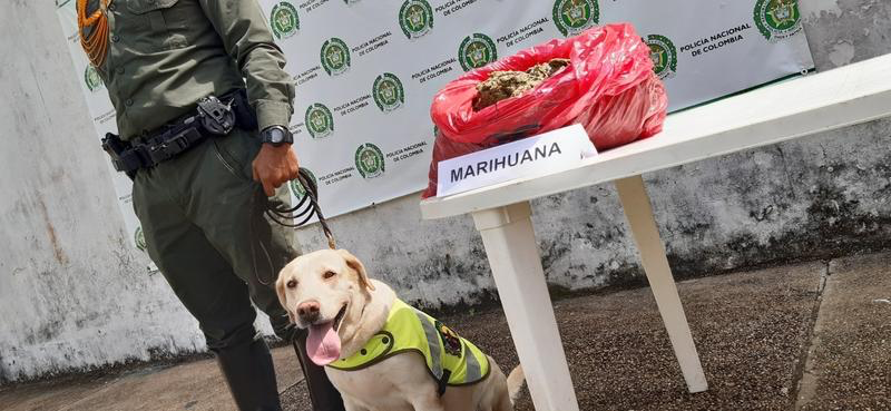 POLICÍA EN LETICIA INCAUTA 4.5 KILOS DE MARIHUANA EN EL AEROPUERTO ALFREDO VÁSQUEZ COBO