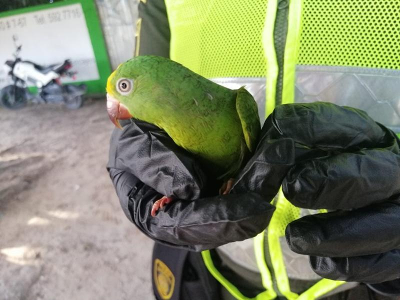 EN LA VÍA LETICIA – TARAPACÁ, LOGRAMOS EL RESCATE Y LIBERACIÓN DE UN AVE DE LA ESPECIE LORO FRENTE AMARILLO