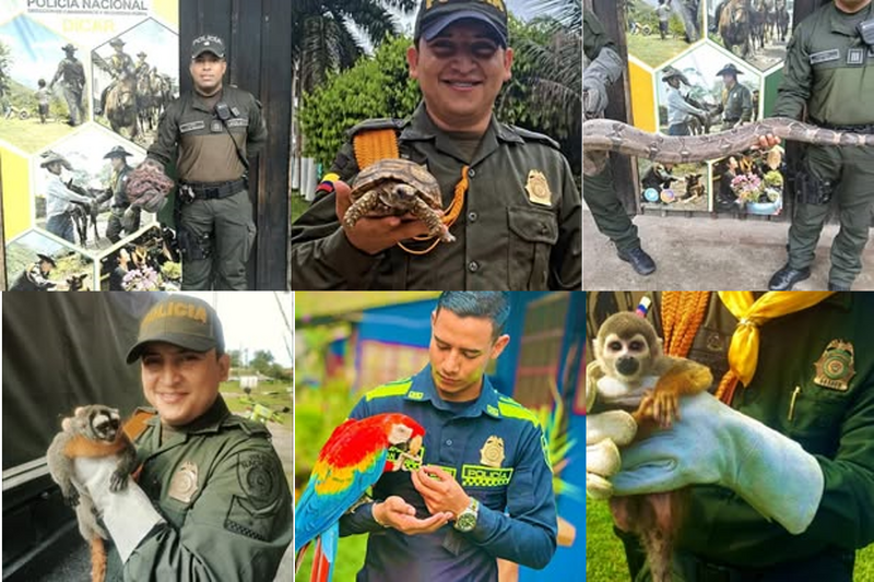 Carabineros de la Policía Nacional en Leticia, están comprometidos con la protección de la fauna silvestre