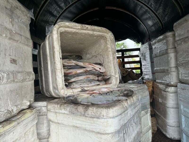 POLICÍA INCAUTA MÁS DE 5 TONELADAS DE PESCADO MOTA