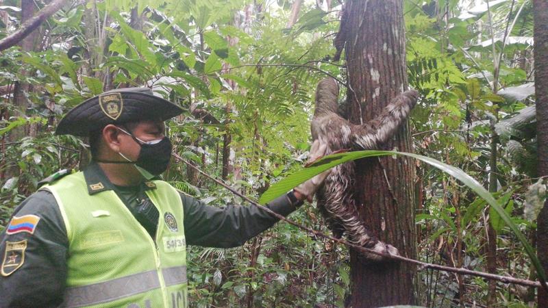 INCAUTAMOS Y LIBERAMOS UNA ESPECIE VIVA A SU HABITAT NATURAL 