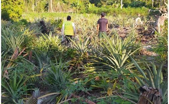 image for Inspección fitosanitaria para proteger cultivos de piña | Vaupés