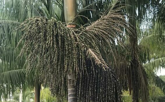 image for Estudo sobre melhoramento genetico do açaí busca maior produtividade no AM