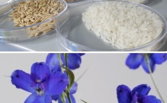 image for Colombia podrá exportar semilla de arroz y plantas in vitro de delphinium a Ecuador