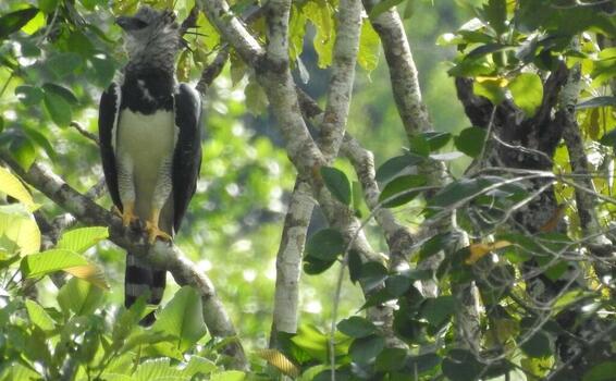 image for Colombia obtiene primer puesto en aves en el Global Big Day