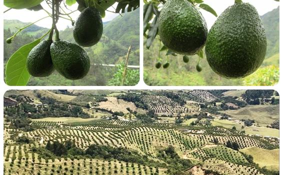 image for Colombia exportará aguacate Hass a Chile