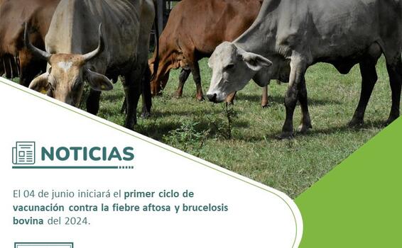 image for Vacunación contra la fiebre aftosa y brucelosis bovina del 2024