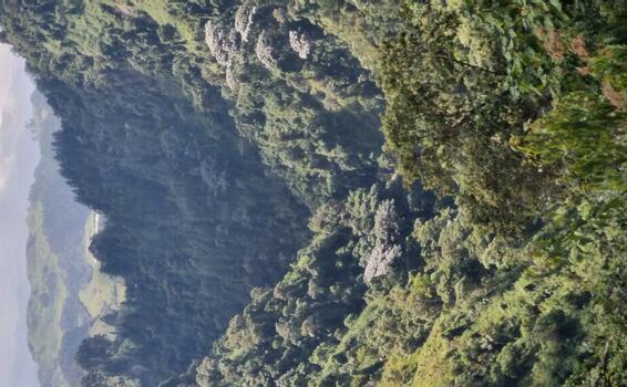 image for Montañas con aroma a flores y café