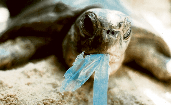 Tortuga con plastico en la boca