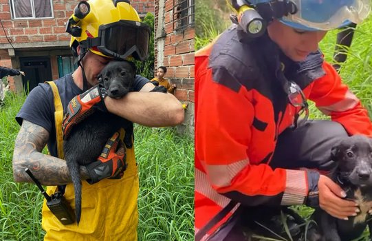 image for Bomberos rescataron a un cachorro que cayó a una quebrada 