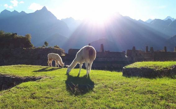 Llamas en una prado