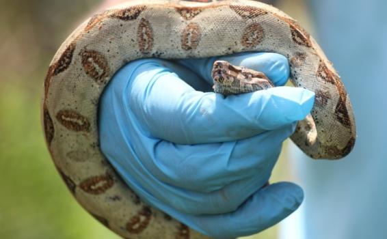 Serpiente en la mano de una persona