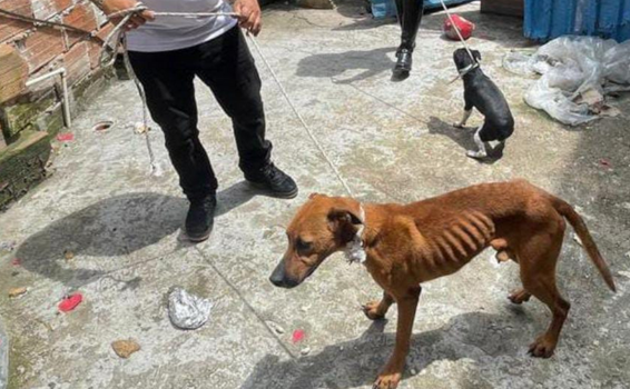 image for Deshidratados y entre desechos Tres caninos permanecían en un balcón 