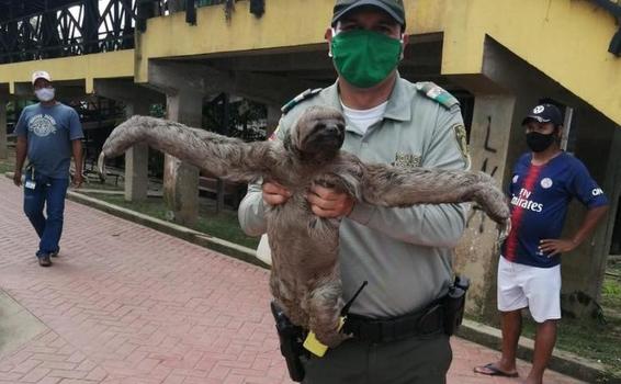 POLICÍA EN PUERTO NARIÑO DEVOLVIÓ A LA SELVA UN OSO PEREZOSO EXTRAVIADO CERCA A LA POBLACIÓN