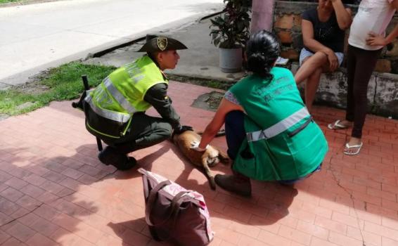 POLICÍA JUNTO A LA SECRETARIA DEL MEDIO AMBIENTE MUNICIPAL REALIZA ACTIVIDADES DE CONTROL AL MALTRATO ANIMAL