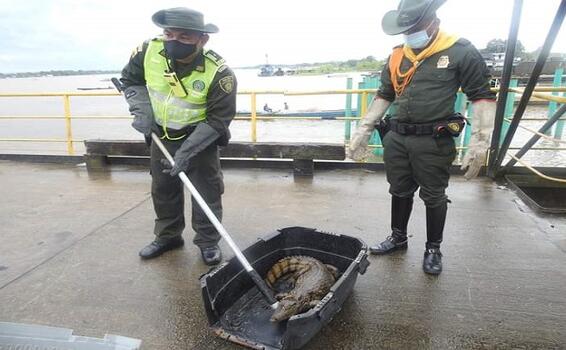 EXITOSA LIBERACIÓN DE UNA BABILLA SOBRE AGUAS DEL RIO AMAZONAS