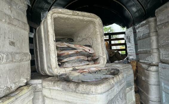 POLICÍA INCAUTA MÁS DE 5 TONELADAS DE PESCADO MOTA