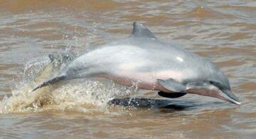 image for Colombia acogerá llamado global para conservar los delfines de río