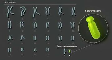 image for Científicos secuencian completamente el cromosoma Y humano