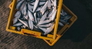 Pescados en una caja de plastico